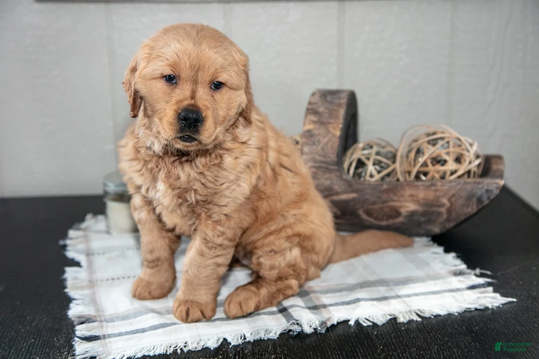 Golden Retriever dogs for sale: Zariah - Ad 1
