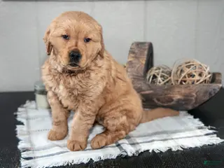Golden Retriever dogs for sale: Zariah - Ad 1