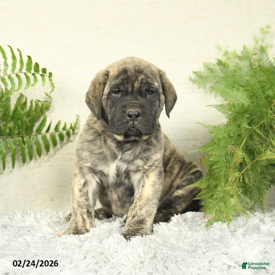 English Mastiff dogs Ace - Ad 1