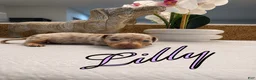Miniature Dachshund dogs for sale: Lily - Ad 1