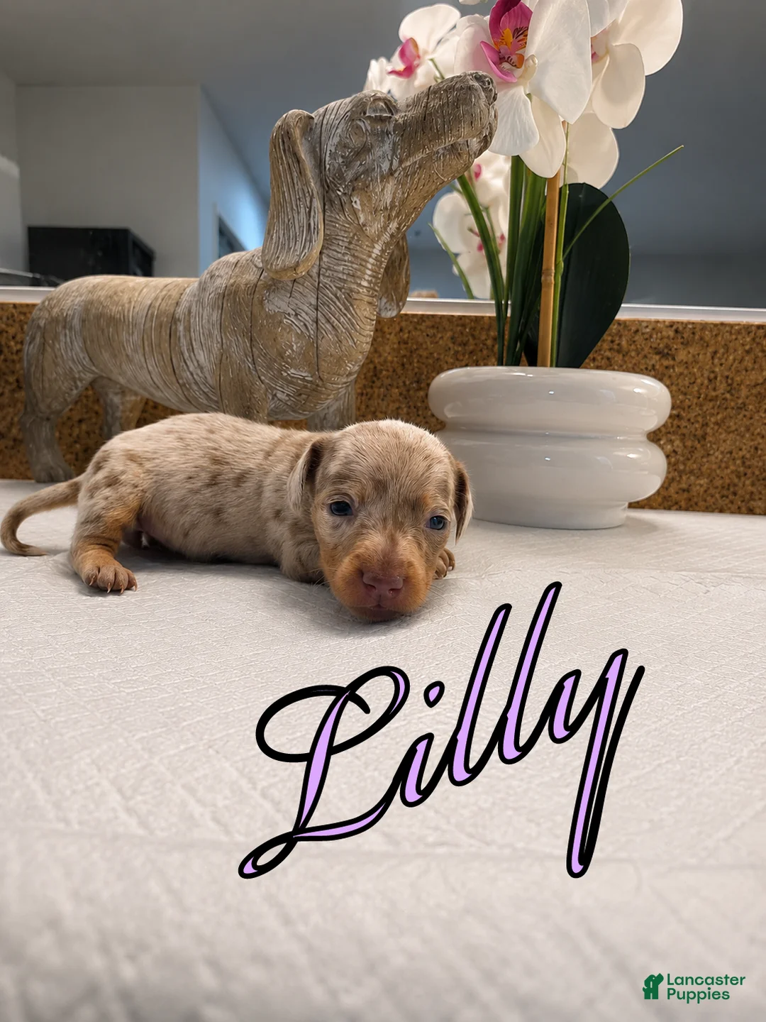 Miniature Dachshund dogs for sale: Lily - Ad 1