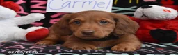 Miniature Dachshund dogs for sale: Carmel - Ad 2