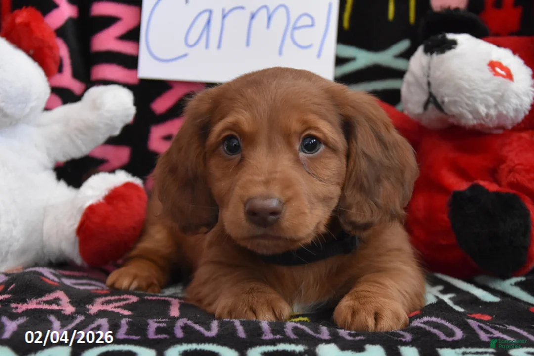 Miniature Dachshund dogs for sale: Carmel - Ad 2