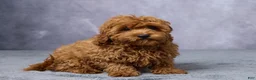 Cavapoo dogs for sale: Archie - Ad 3