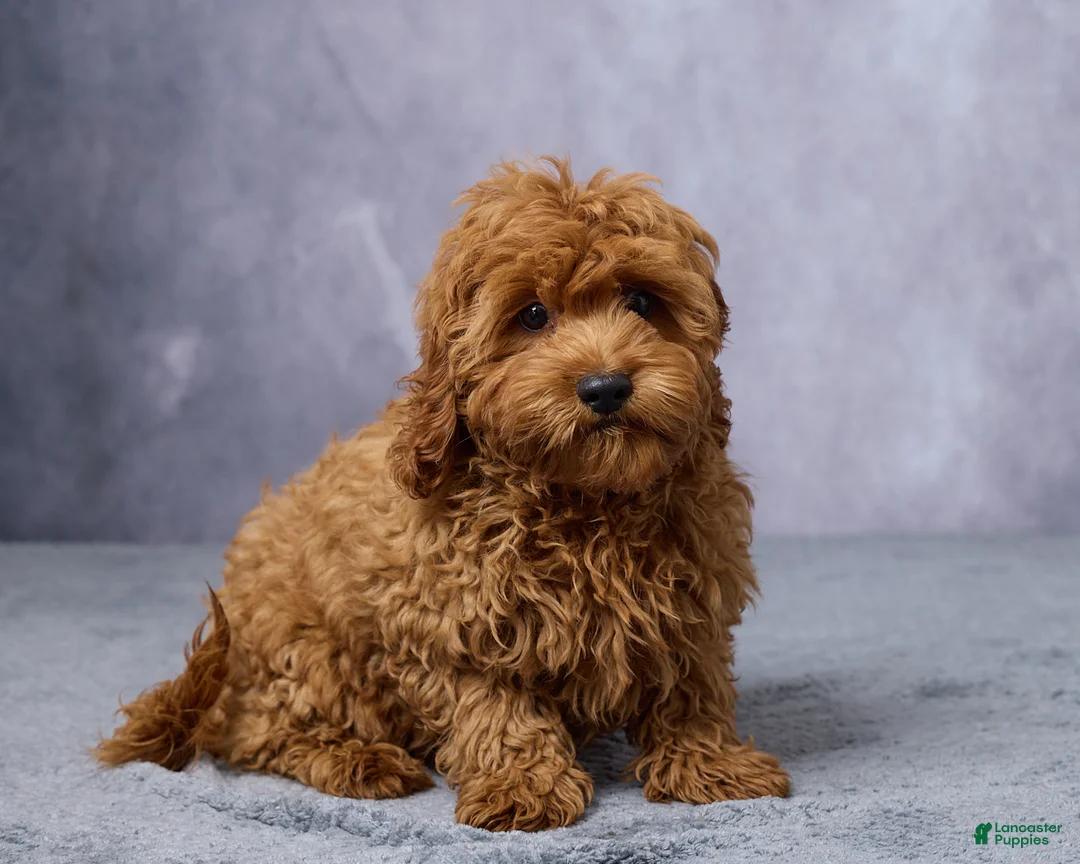 Cavapoo dogs for sale: Archie - Ad 3