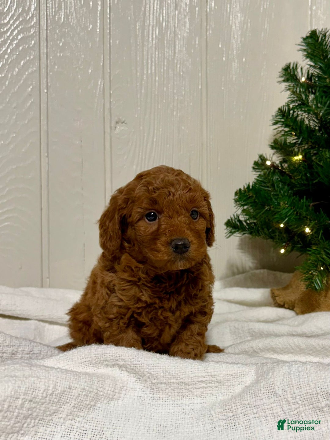 Mini Goldendoodle dogs for sale: Noel - Ad 1