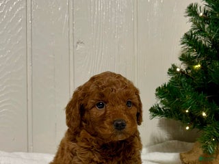Mini Goldendoodle dogs Noel - Ad 20