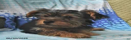 Yorkshire Terrier dogs for sale: Miney - Ad 5