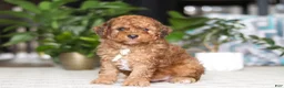 Cavapoo dogs for sale: River - Ad 3
