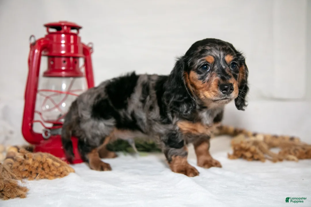 Miniature Dachshund dogs for sale: Pee-Wee - Ad 3