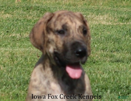 Great Dane dogs Murphy - Ad 18