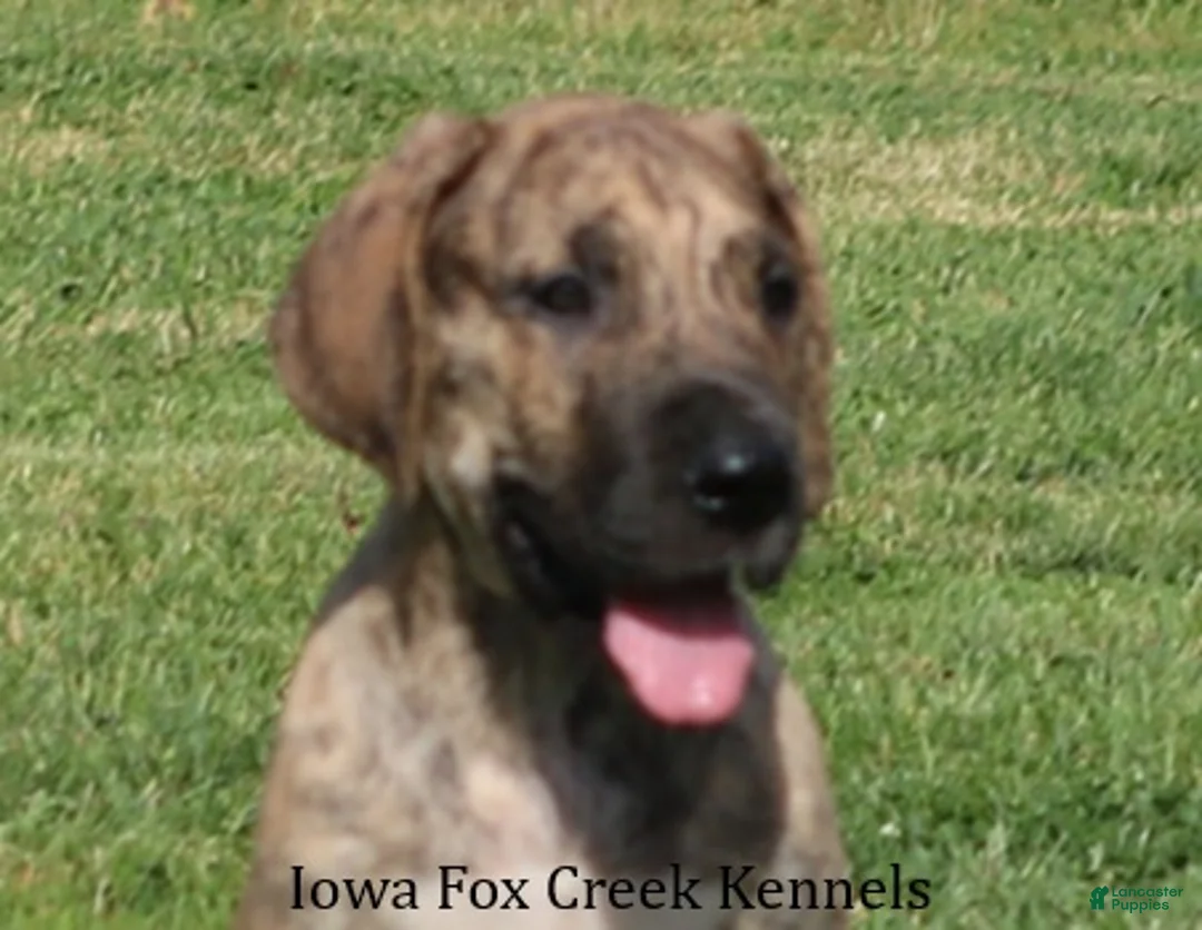 Great Dane dogs for sale: Murphy - Ad 1