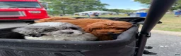 Cockapoo dogs for sale: Cooper - Ad 6