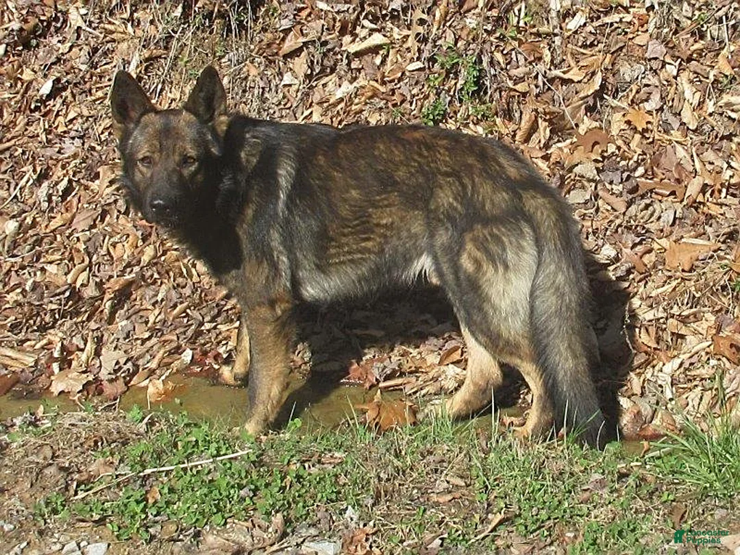 German Shepherd dogs for sale: Cedar - Ad 6