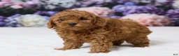 Miniature Poodle dogs for sale: Tony - Ad 5