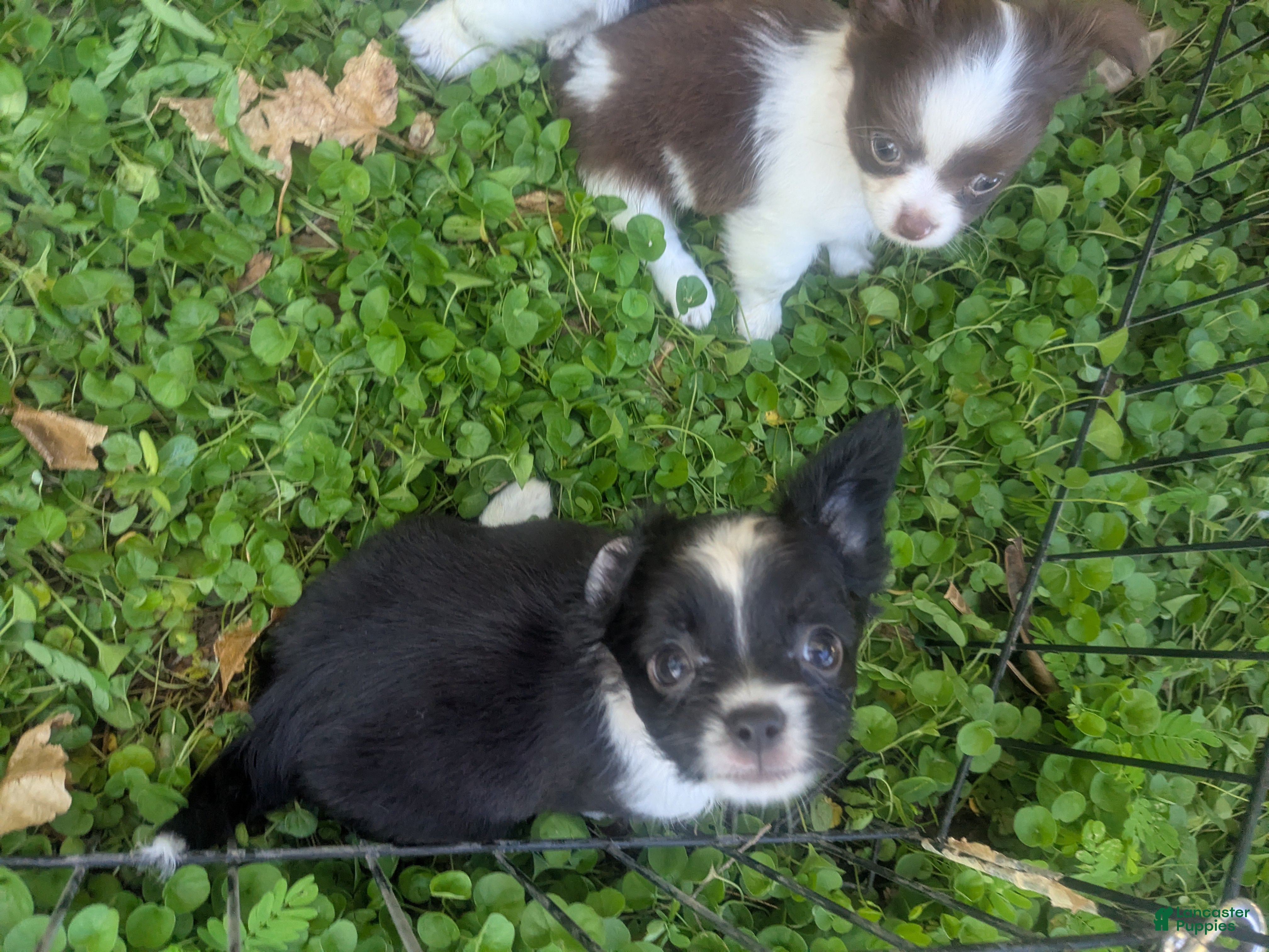 Chihuahua dogs LC Apple Head Panda  - Ad 14