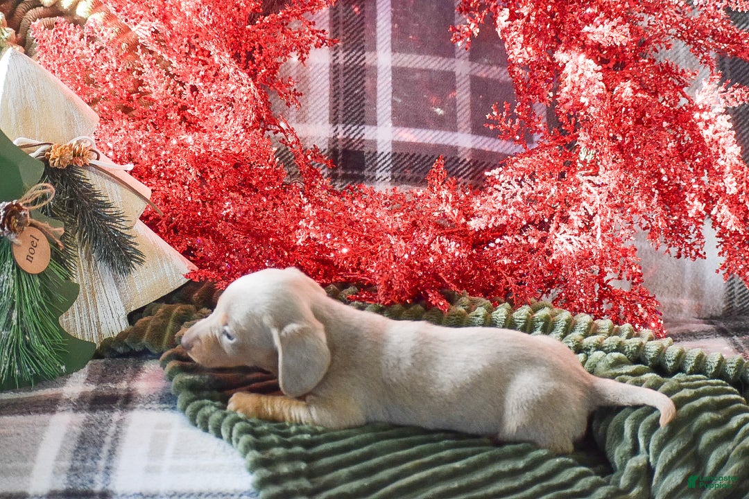 Dachshund dogs for sale: Mistletoe - Ad 3