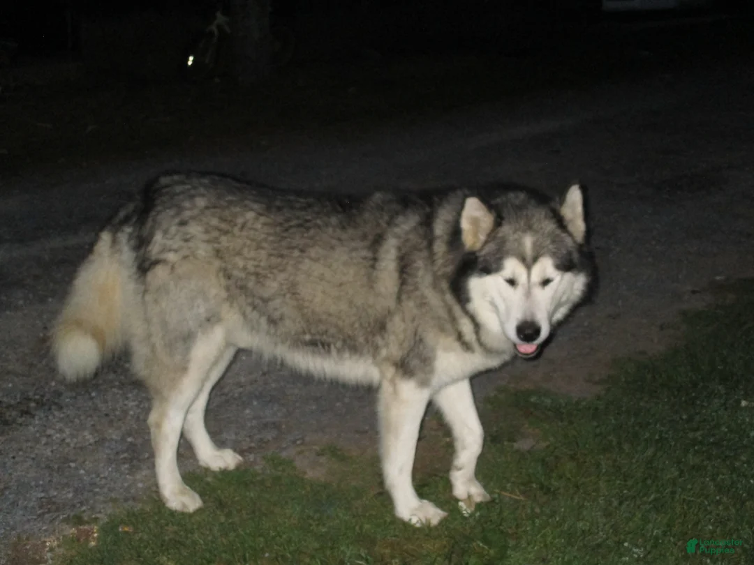 Alaskan Malamute dogs for sale: Arctic - Ad 8