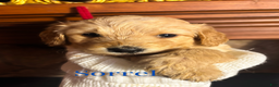Goldendoodle dogs for sale: Sorrel - Ad 3