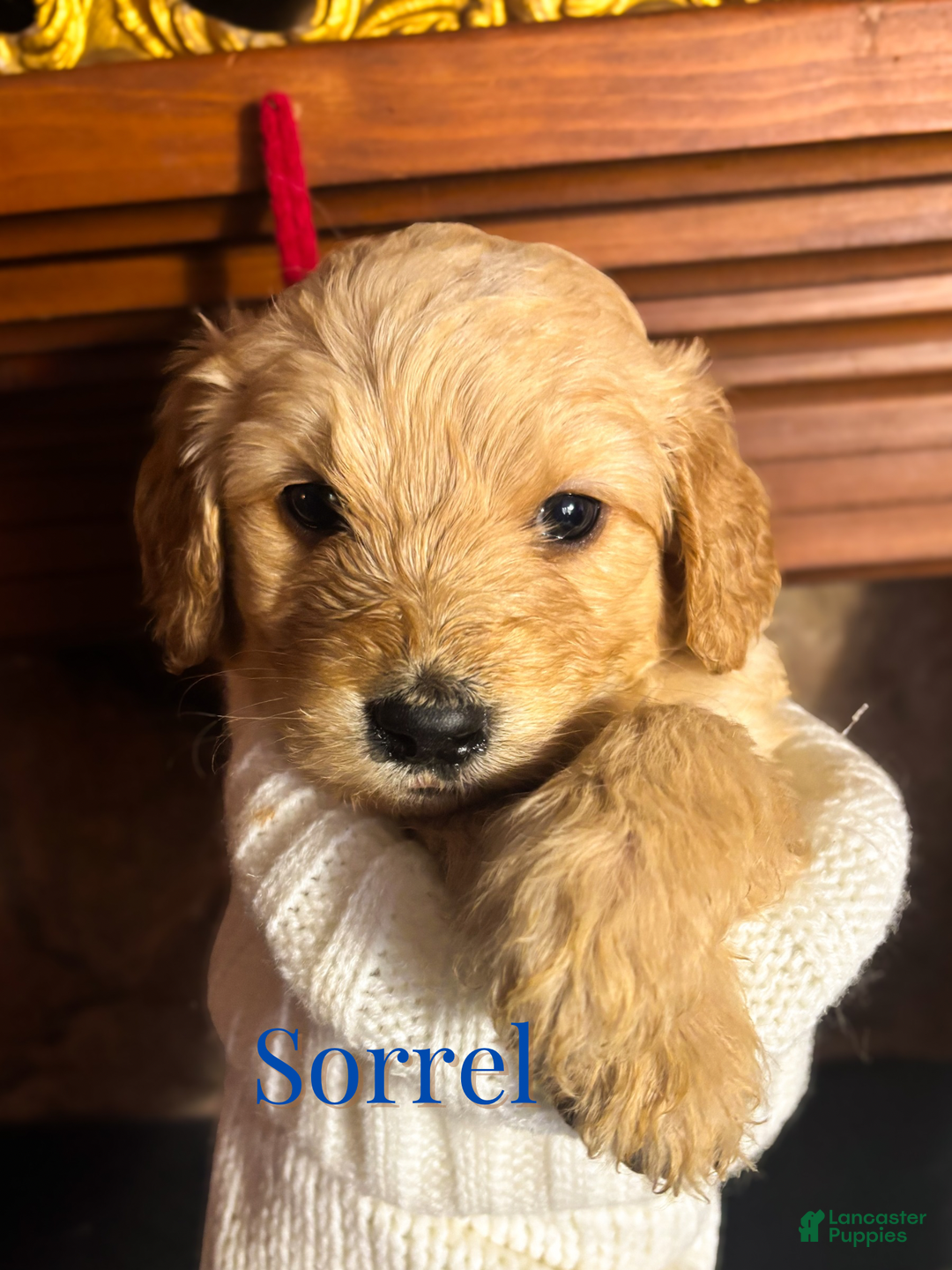 Goldendoodle dogs for sale: Sorrel - Ad 3
