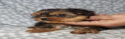 Miniature Dachshund dogs for sale: Coral - Ad 8