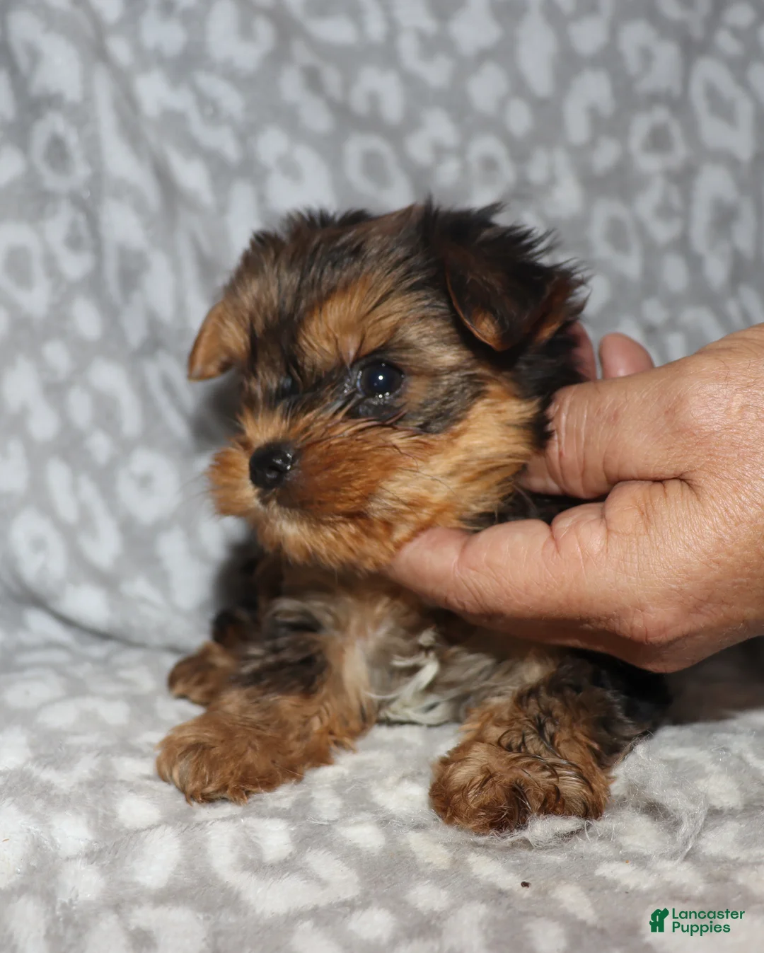 Miniature Dachshund dogs for sale: Coral - Ad 8