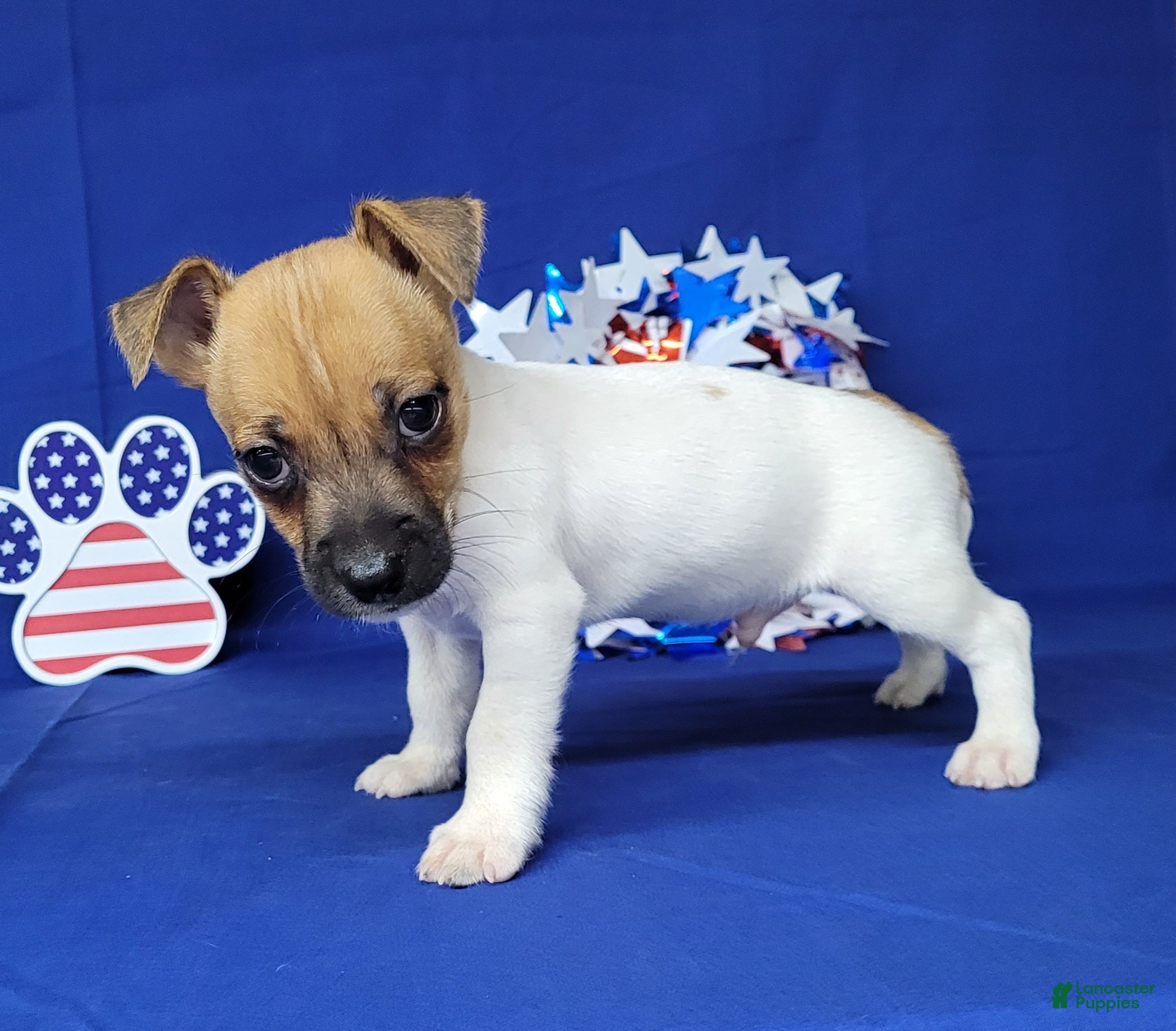 Jack Russell Terrier dogs Jude purebred JRT - Ad 2