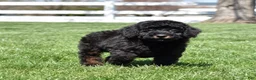 Miniature Poodle dogs for sale: Onyx  - Ad 7