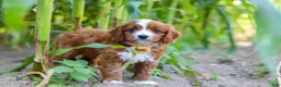 Cavapoo dogs for sale: Rocky - Ad 9