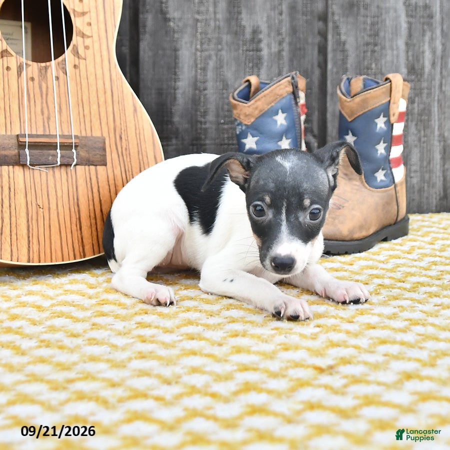 Toy Fox Terrier dogs Becca - Ad 2