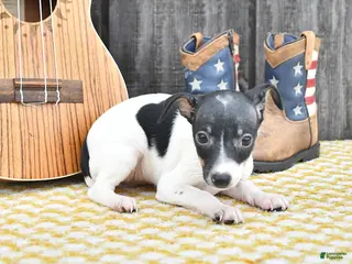 Toy Fox Terrier dogs Becca - Ad 2