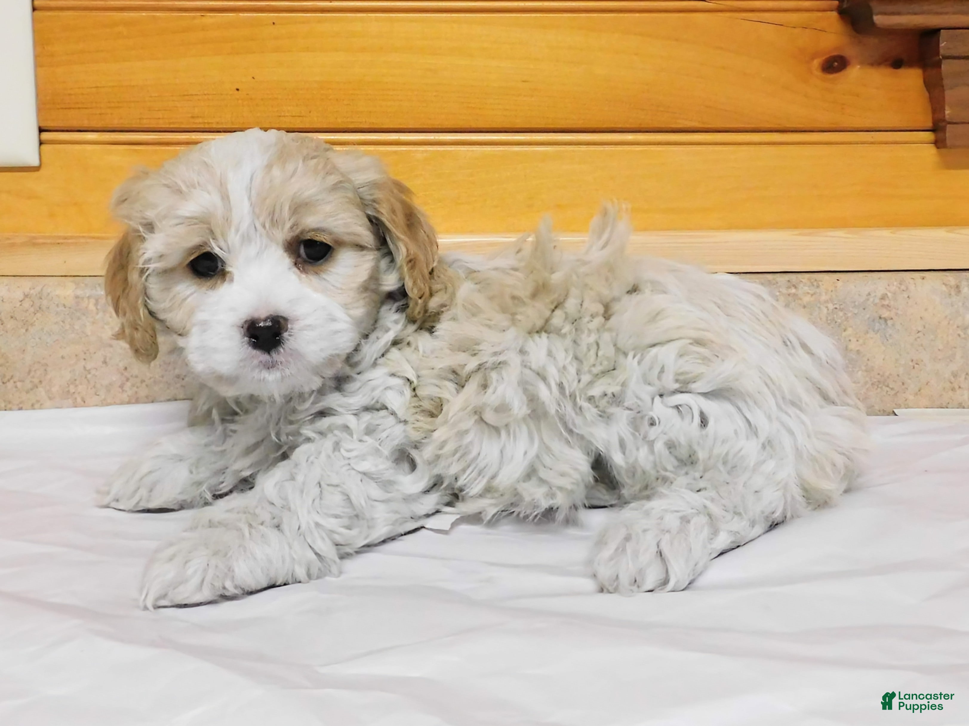 Cavachon dogs Floppy  - Ad 2