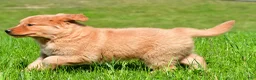 Golden Retriever dogs for sale: Axel - Ad 8
