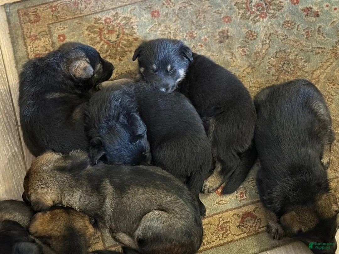 German Shepherd dogs for sale: German Shepherd Puppy 1 - Ad 27