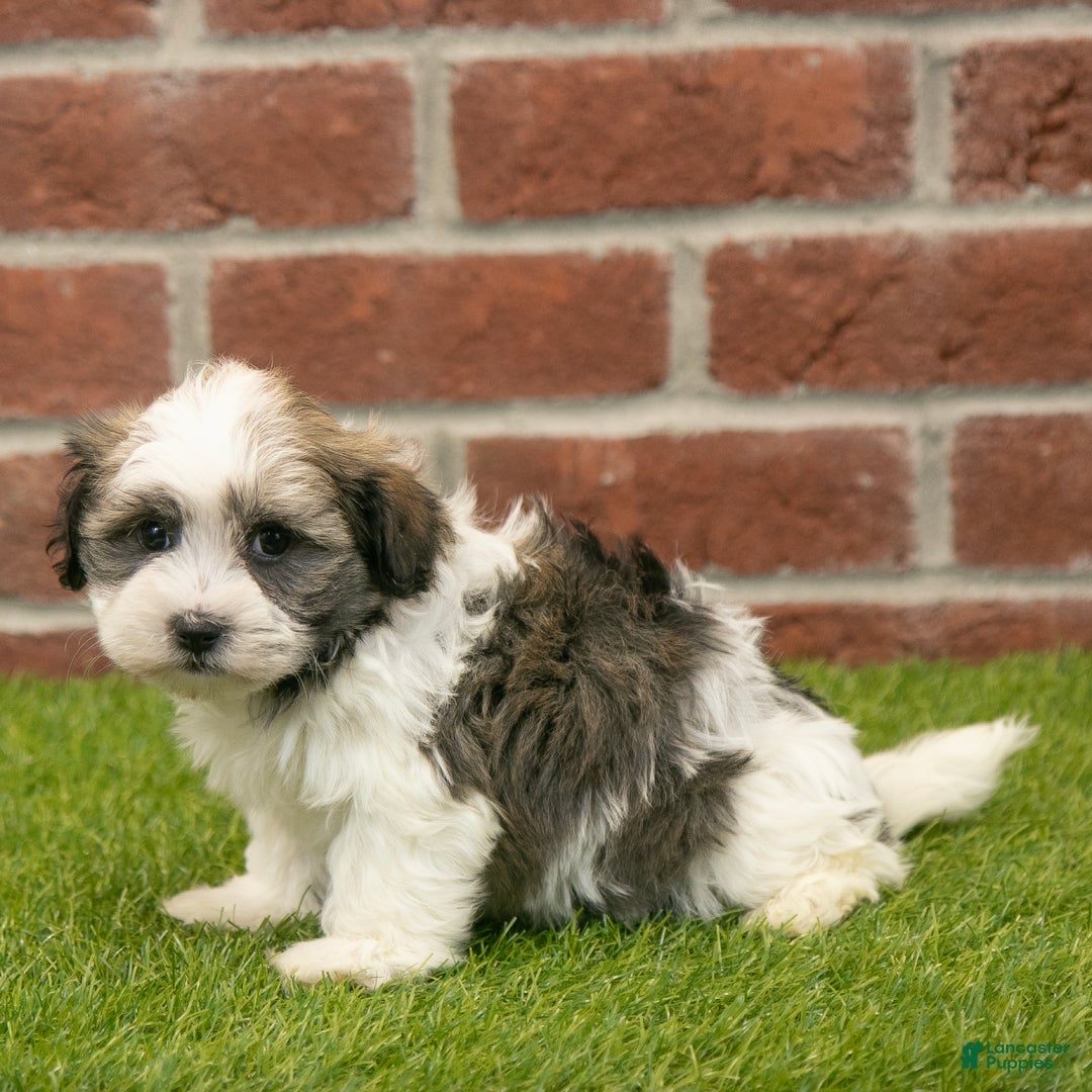 Havapoo dogs for sale: Ace - Ad 2