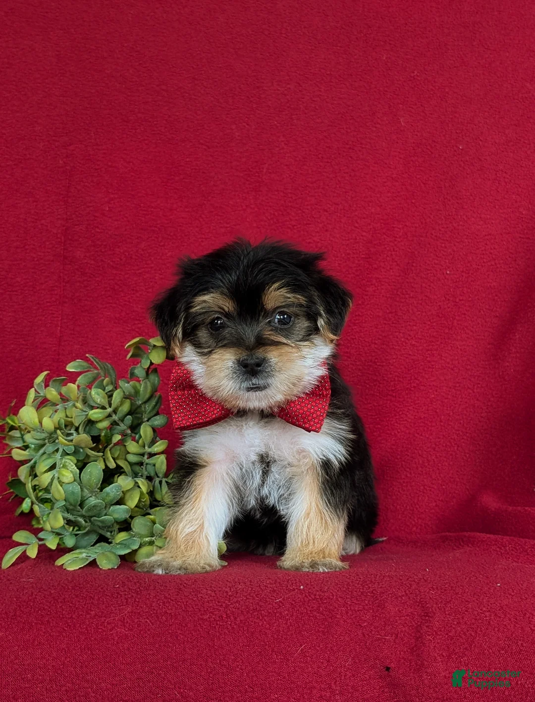 Morkie dogs for sale: Bennet 7 lbs Full Grown - Ad 1