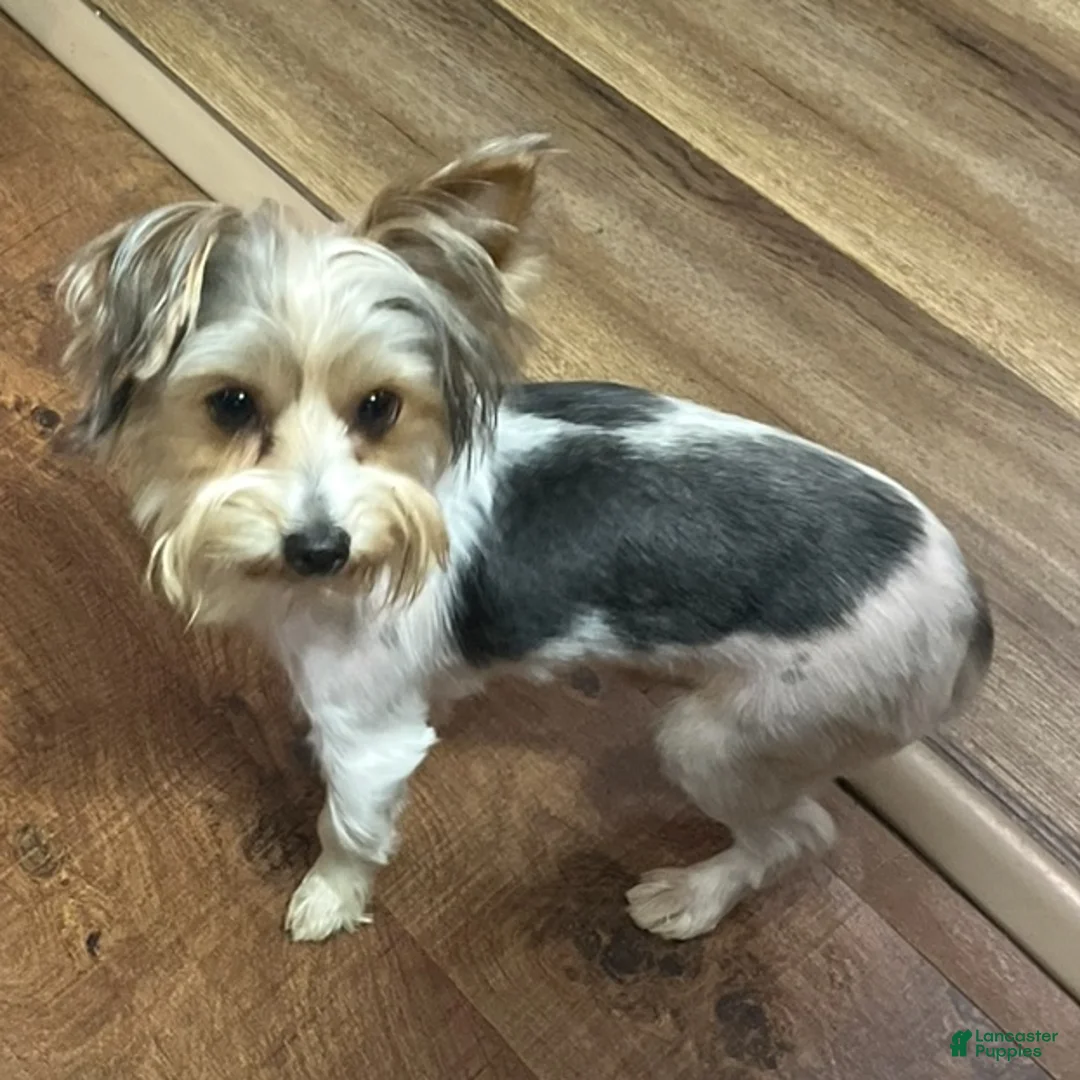 Yorkshire Terrier dogs for sale: Yorkshire Terrier Male Puppy - Ad 13
