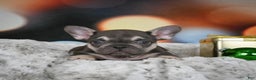 French Bulldog dogs for sale: Cameron - Ad 2