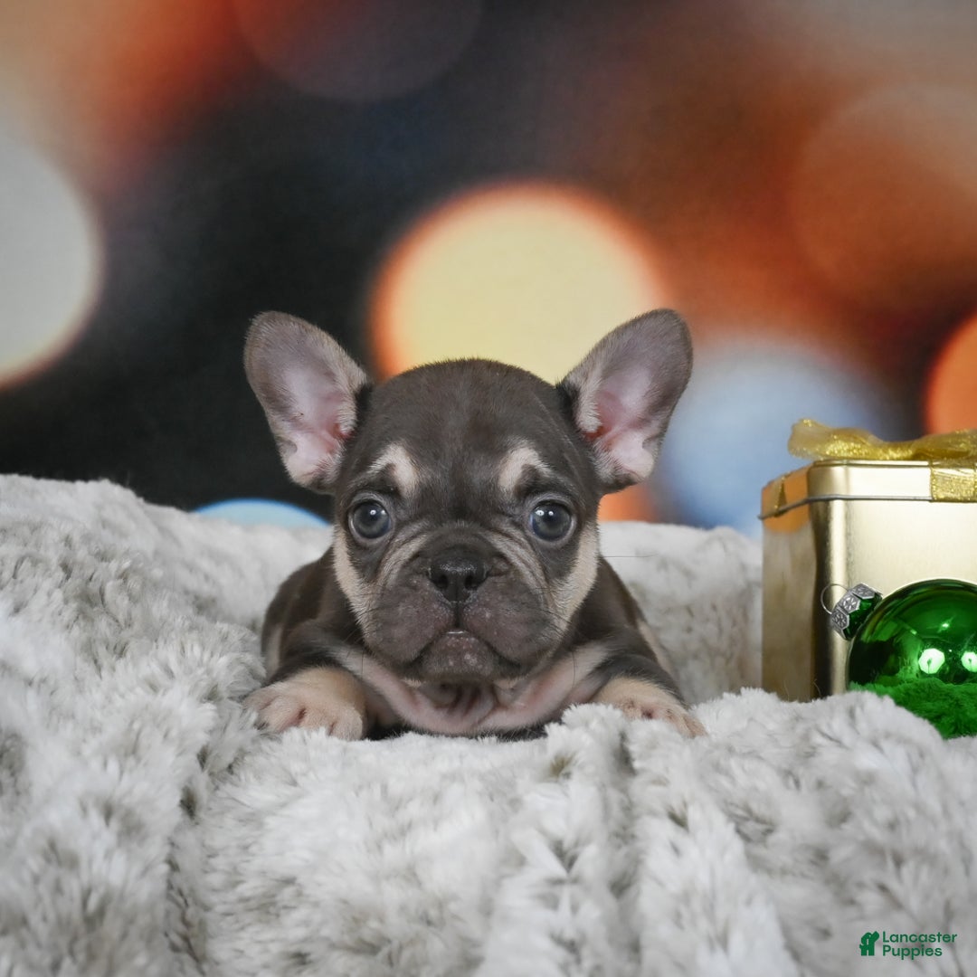 French Bulldog dogs for sale: Cameron - Ad 2