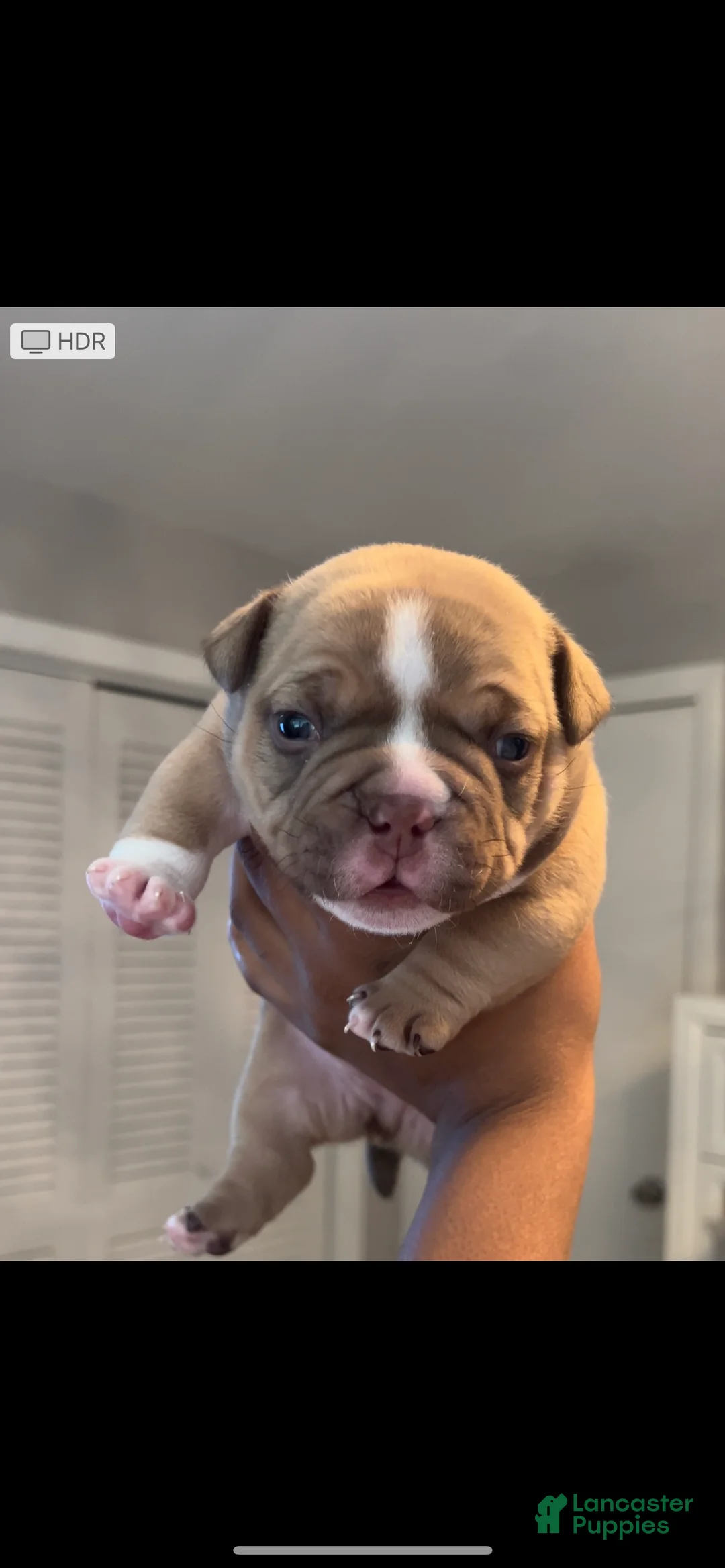 American Bully dogs for sale: American Bully Puppy 2 - Ad 1