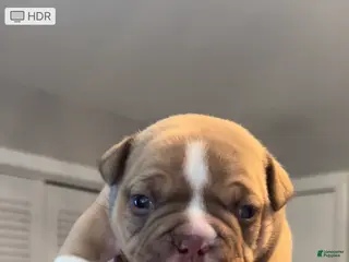 American Bully dogs American Bully Puppy 2 - Ad 16