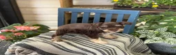 Miniature Schnauzer dogs for sale: Sophie - Ad 4