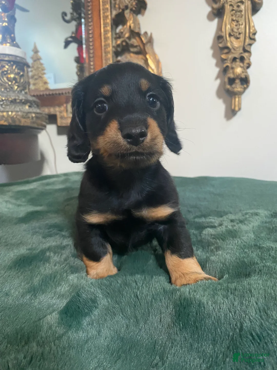 Dachshund dogs for sale: Dachshund 1 - Ad 2