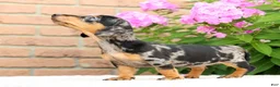 Miniature Dachshund dogs for sale: Jodi - Ad 9