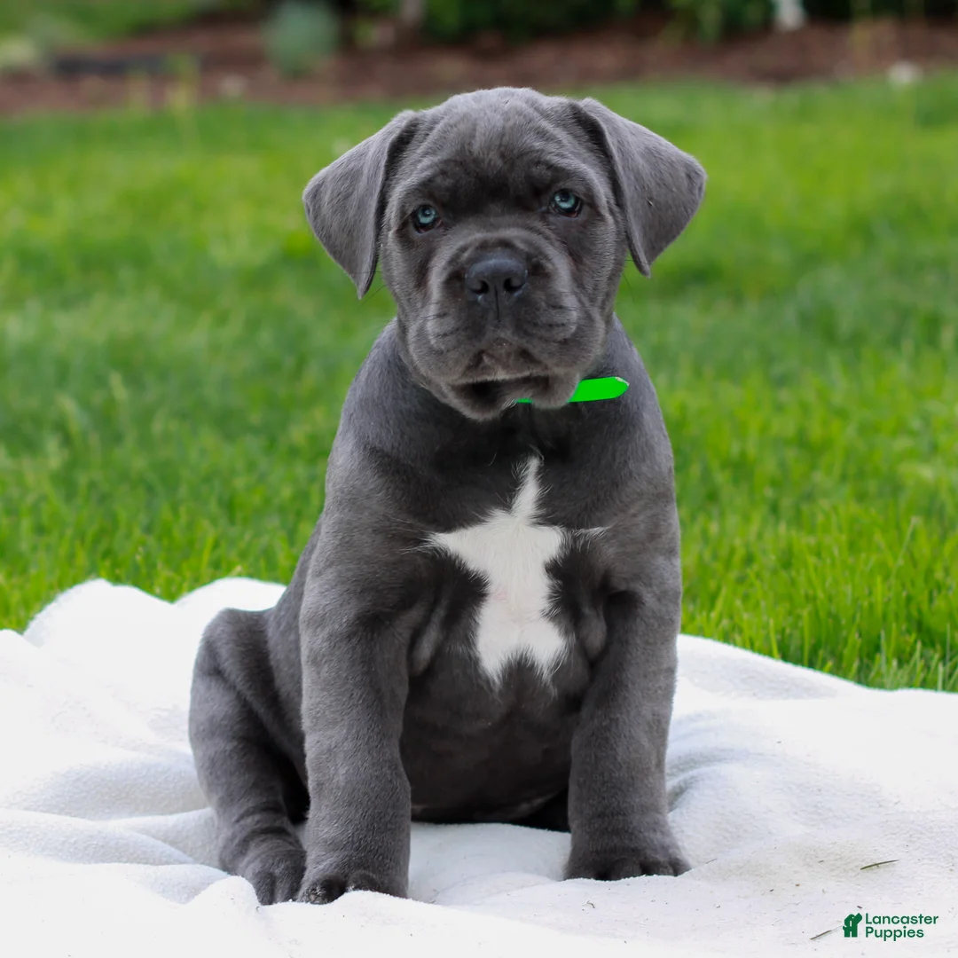 Cane Corso dogs for sale: Felicity  - Ad 1