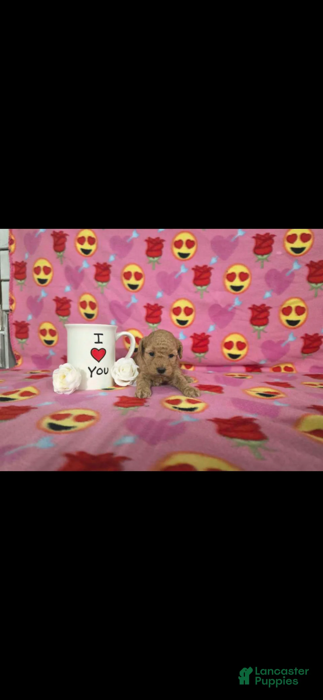 Toy Poodle dogs for sale: Toy Poodle Puppy 1 - Ad 6