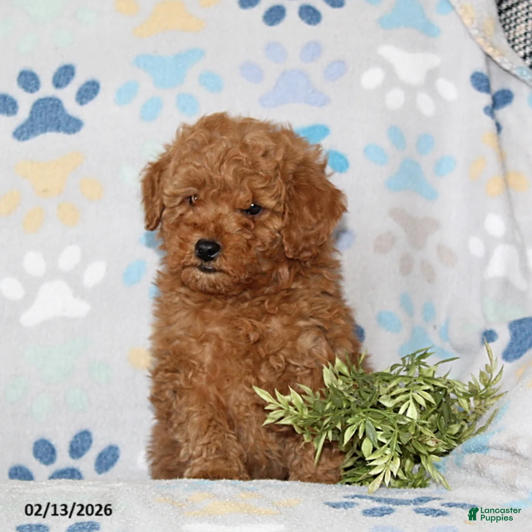 Toy Poodle dogs for sale: Timber - Ad 3