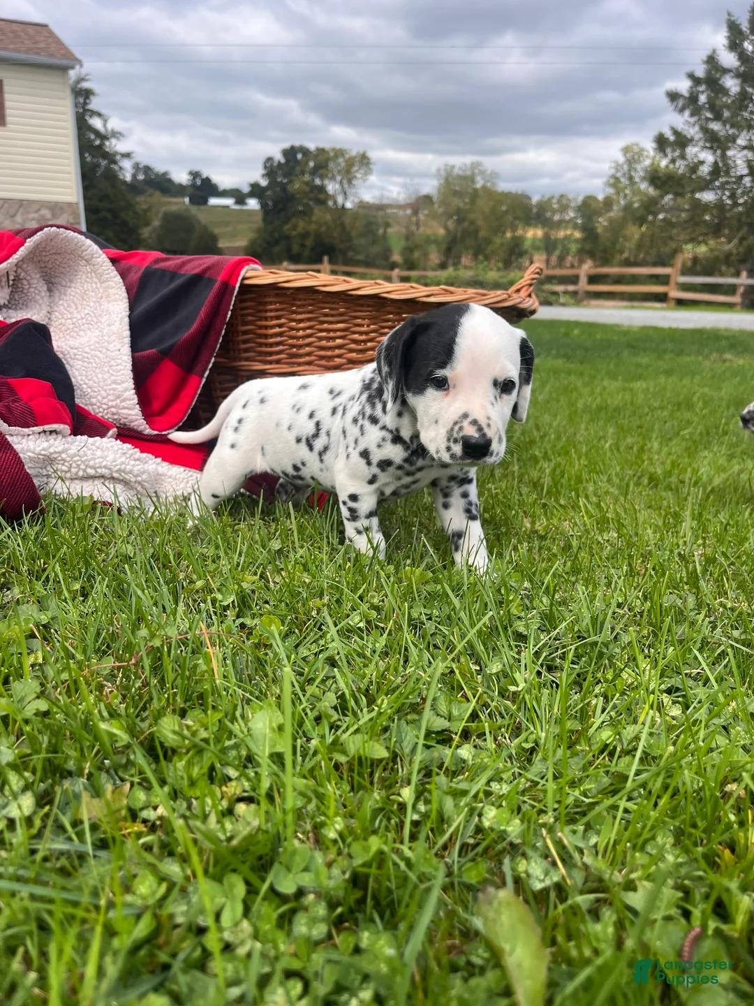 Dalmatian dogs for sale: Richard ❤️akc genetic tested  - Ad 2