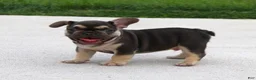 French Bulldog dogs for sale: Winston - Ad 3