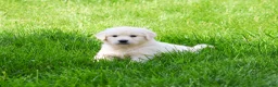 Golden Retriever dogs for sale: Wesley  - Ad 3